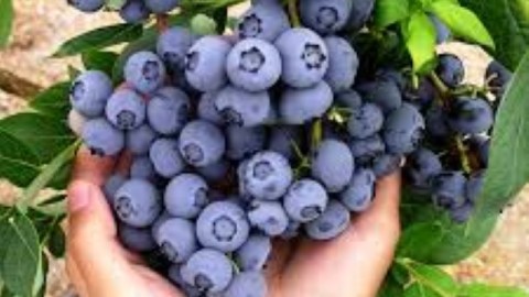 Can a Handful of Blueberries keep the Doctor Away ?